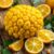 Ugli fruit – zdrowotne właściwości i kulinarne zastosowanie